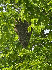 Vorsicht: Bienen!!!